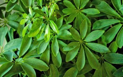 The Green Advantage: Enhancing the Office with Plants